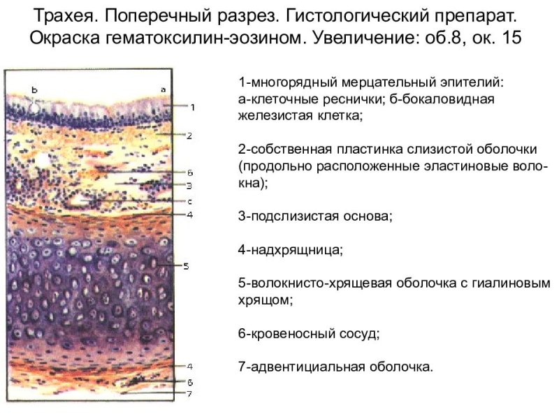 Препарат трахея поперечный срез