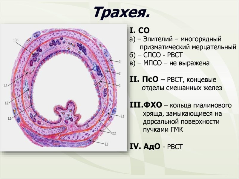 Трахея поперечный срез гистология