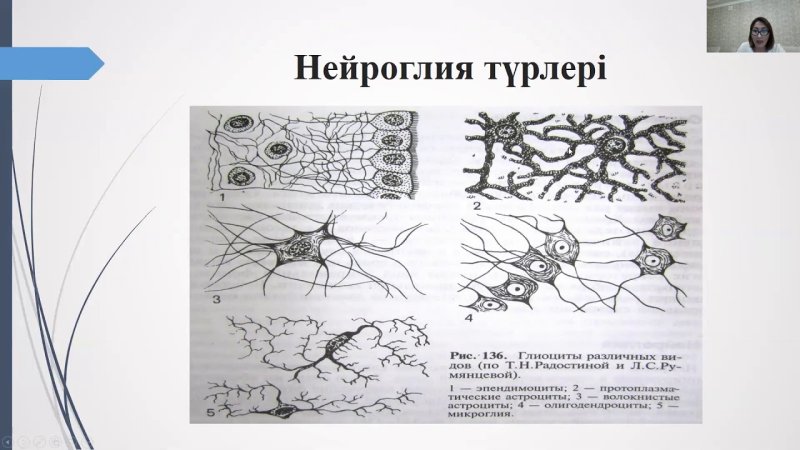 Нейроглия схема
