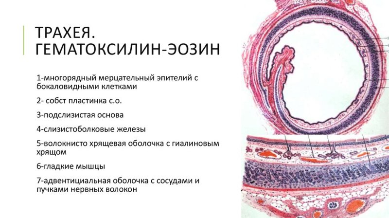 Стенка тоахеи шистологич