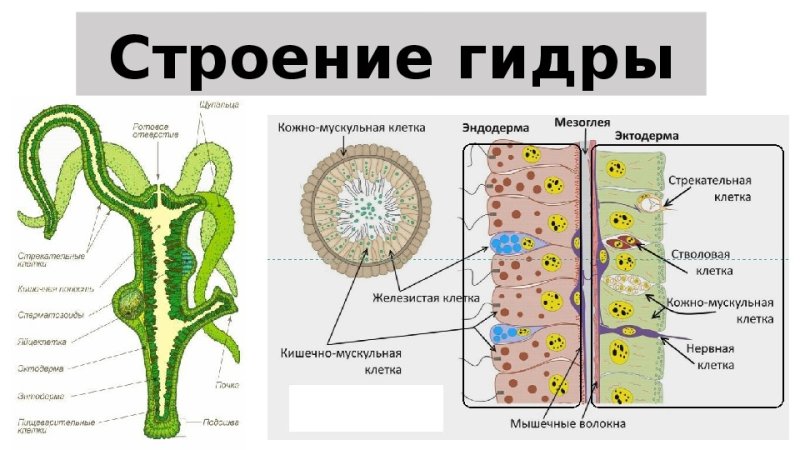 Строение гидры Кишечнополостные