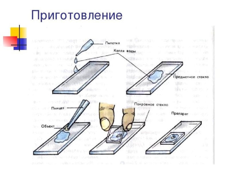 Как делать микропрепараты для микроскопа