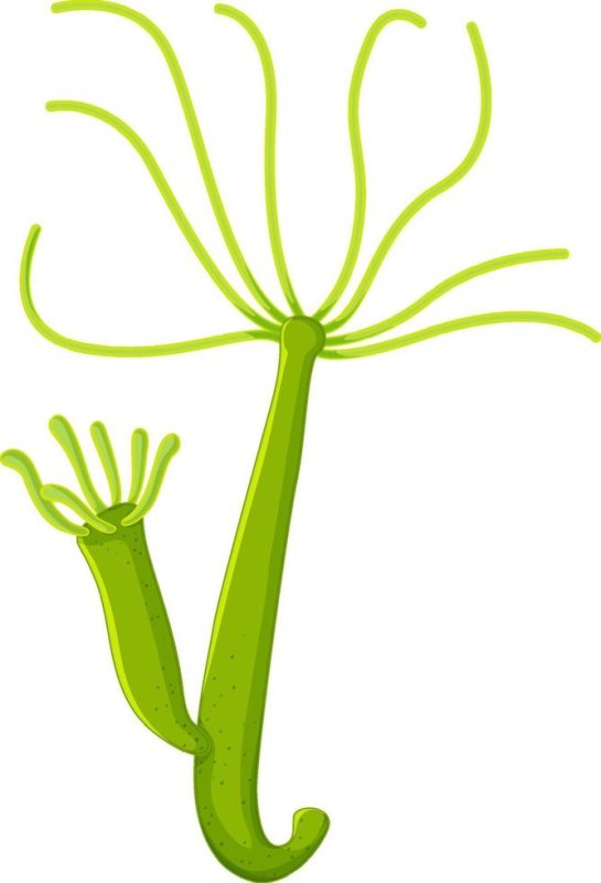 Гидра вектор