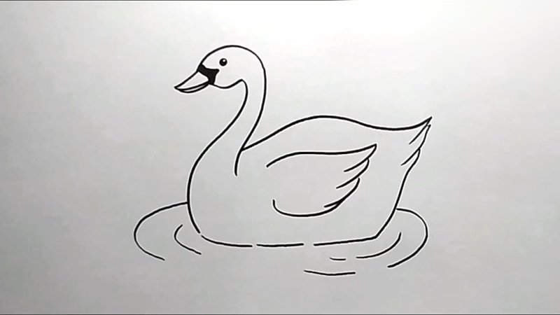 Лебедь рисунок карандашом