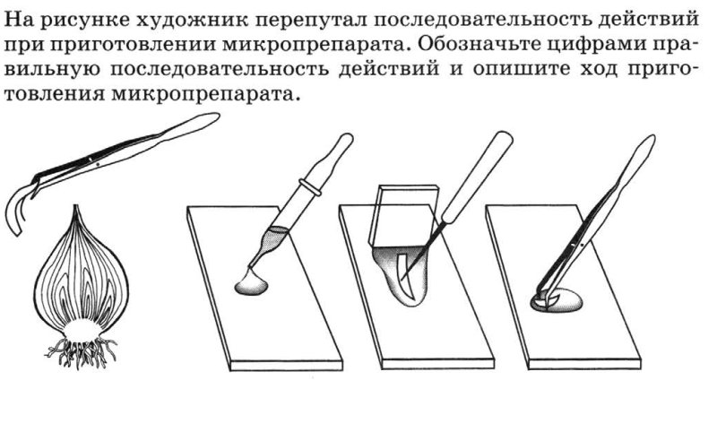 Приготовление препарата кожицы чешуи лука 5 класс