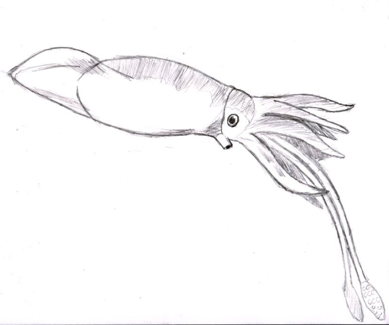 Кальмар рисунок