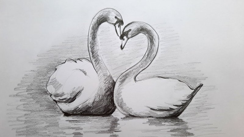 Красивые рисунки лебедей карандашом