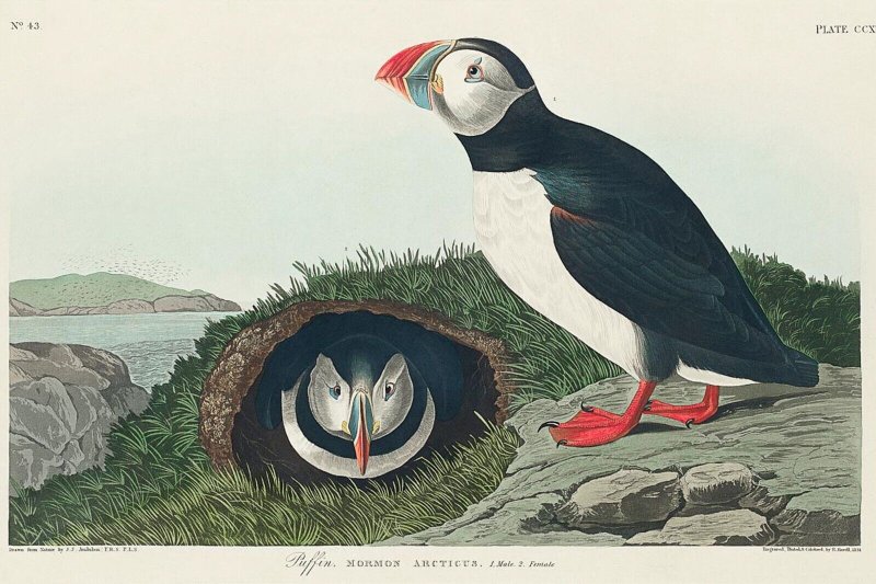 Джон Джеймс Одюбон картины