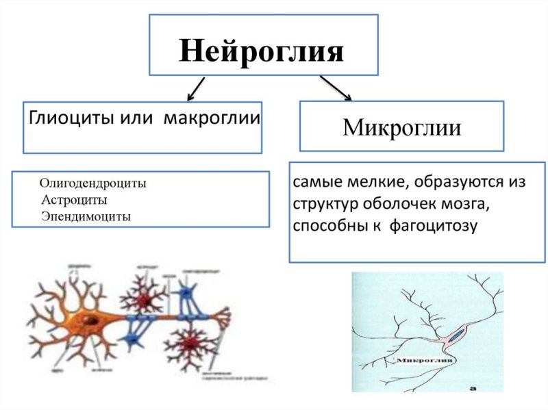 Схема нервная ткань Нейрон нейроглия