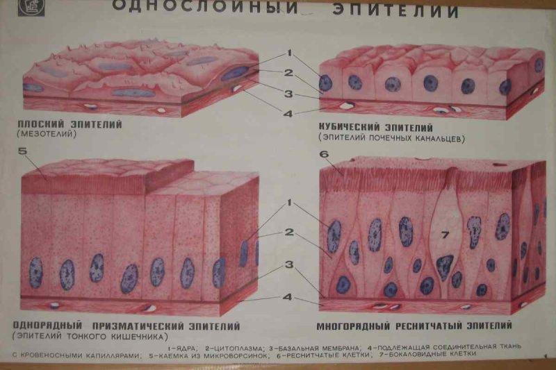 Однослойный эпителий