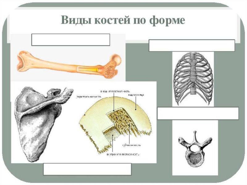 Строение трубчатой и губчатой костей