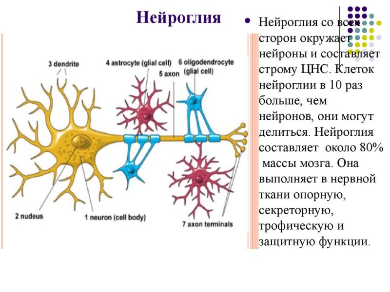 нейрон и нейроглия
