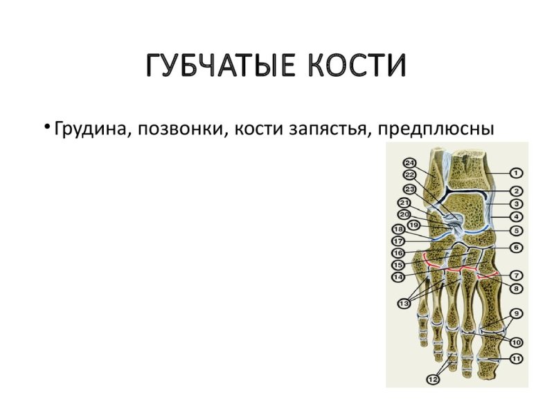 Губчатые кости