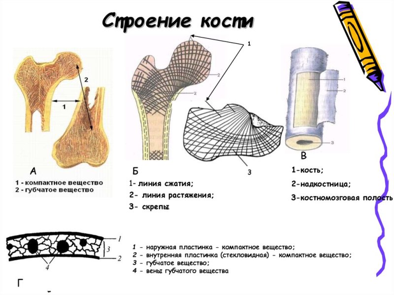 Надкостница компактное и губчатое вещество