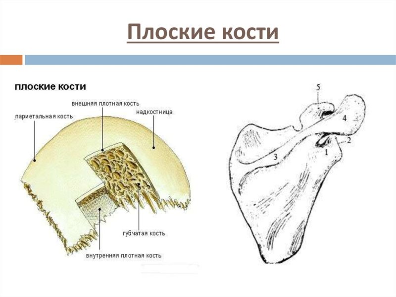 Губчатая кость строение рисунок