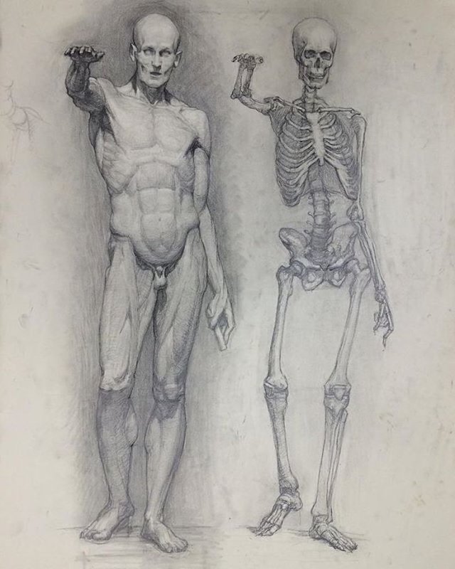 Скелет и Экорше Академический рисунок