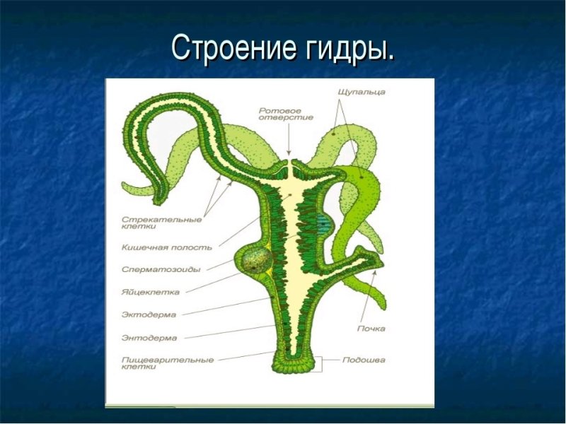 Кишечнополостные Пресноводная гидра строение