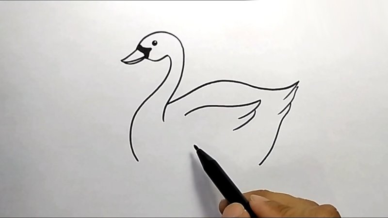 Картинки лебедя для срисовки карандашом