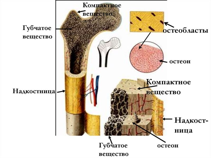 Компактное и губчатое вещество костей