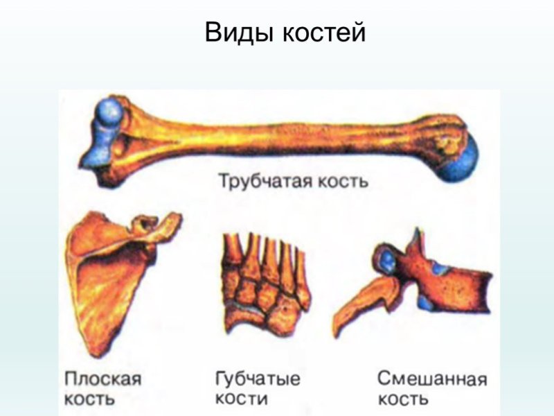 Кости трубчатые губчатые плоские смешанные