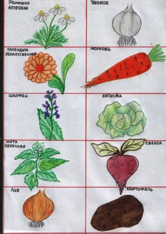 Нарисовать культурное растение