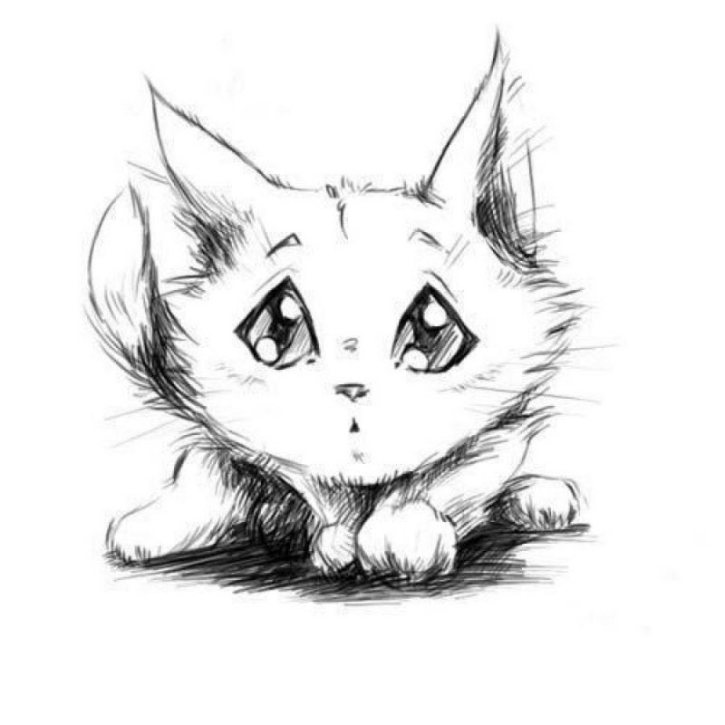 Котик рисунок