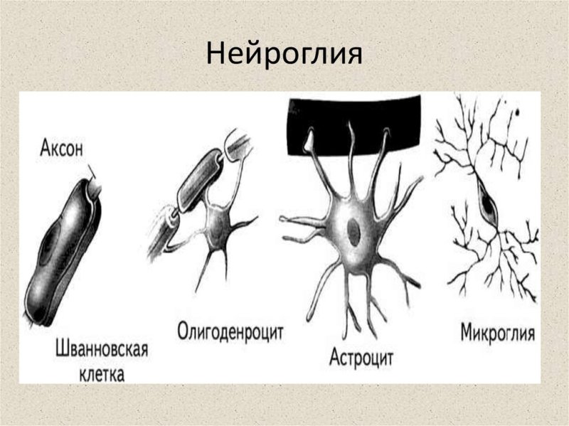 Нейроглия строение