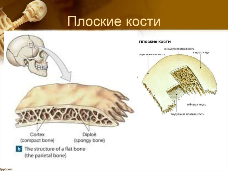 Внутреннее строение плоских костей