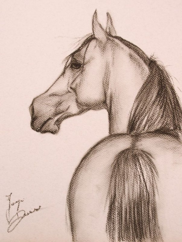 Лошадь рисунок карандашом