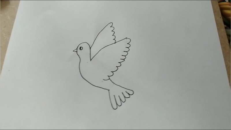 Голубь рисунок легкий
