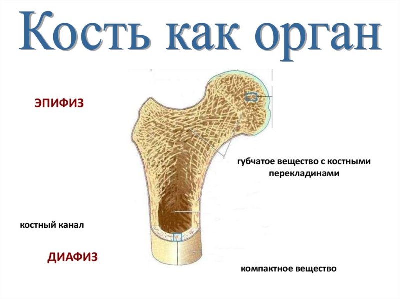 Губчатая кость