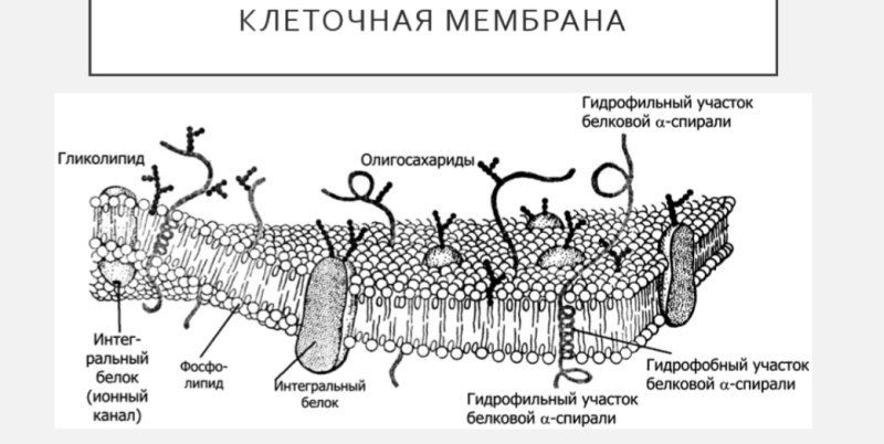 Строение клеточной мембраны рисунок с подписями
