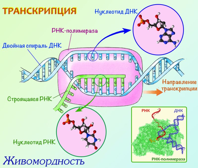 Транскрипция биология