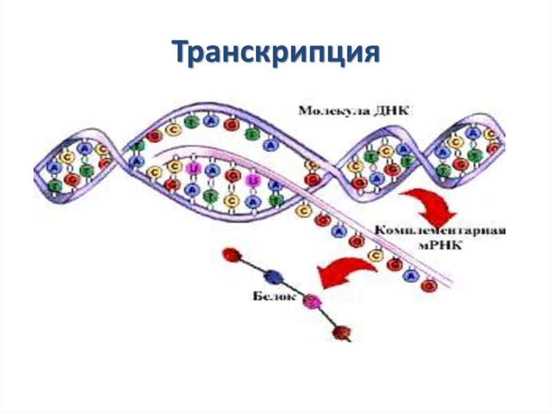 Транскрипция Биосинтез белка схема