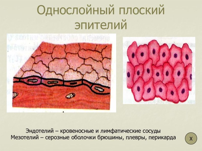 Однослойная эпителиальная ткань рисунок