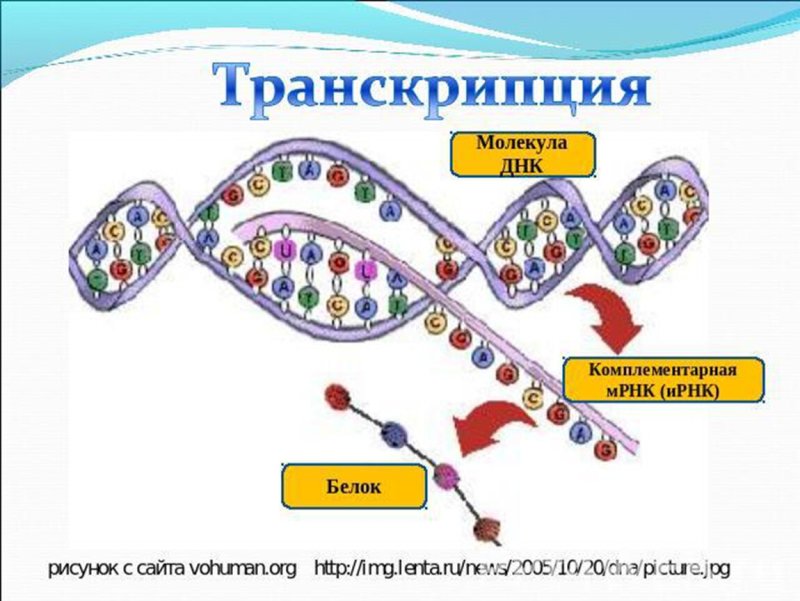 Транскрипция и трансляция Биосинтез белка 10 класс
