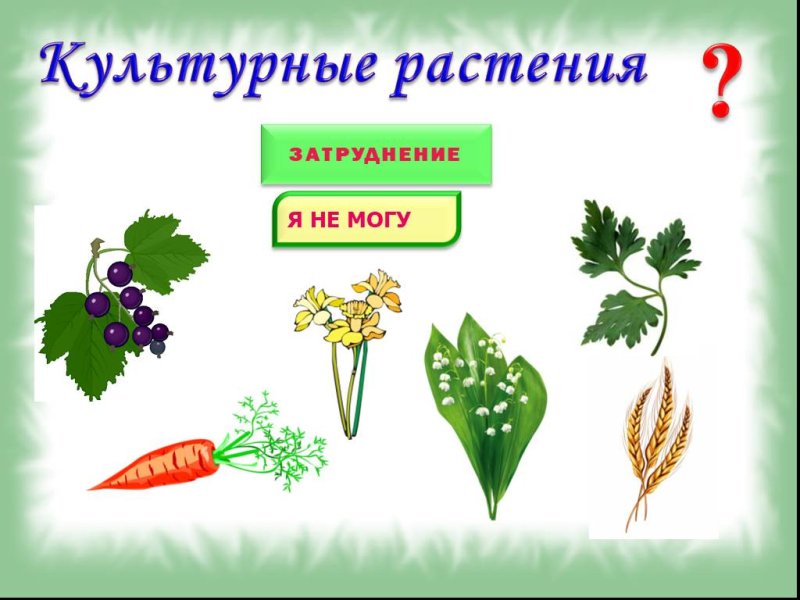 Культурные растения