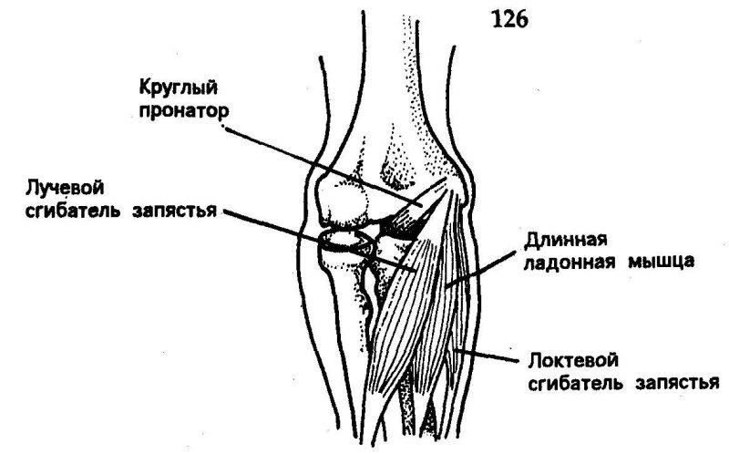 Сумка локтевого отростка анатомия