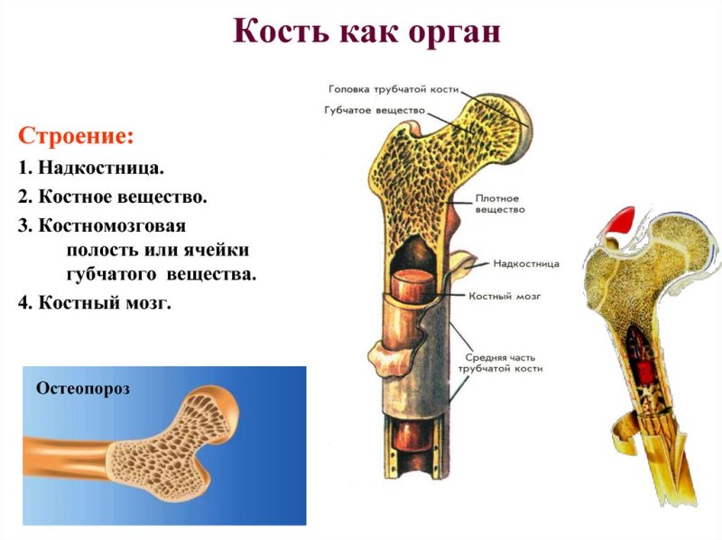 Состав кости как органа