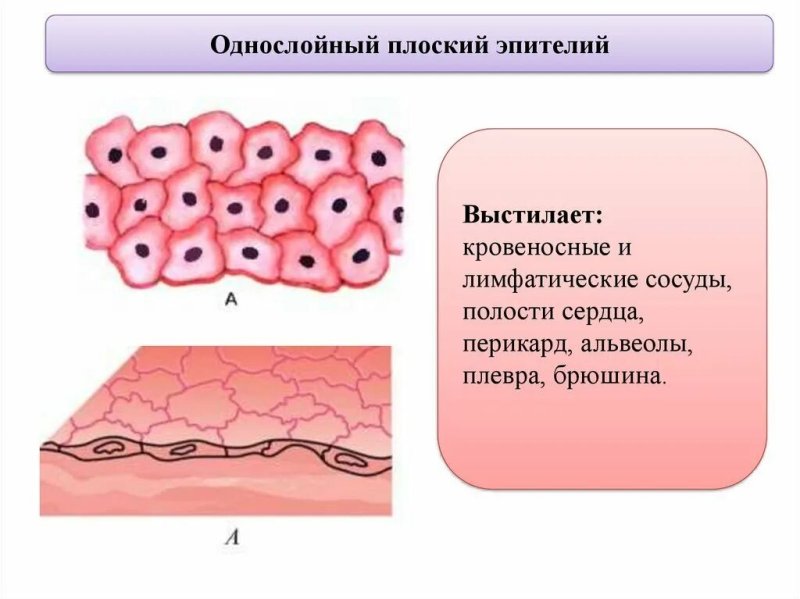 Однослойный плоский эпителий мезотелий