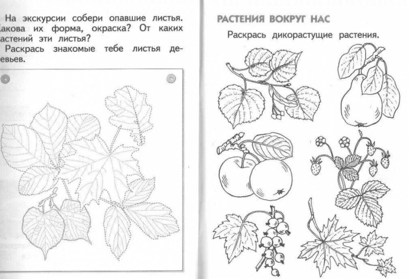 Дикорастущие и культурные растения раскраски для детей