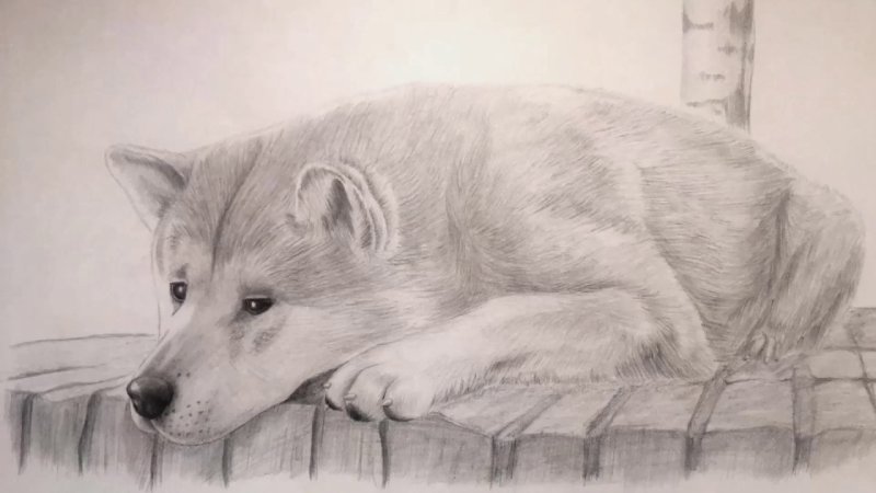 собака простым карандашом