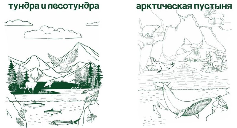 Тундра раскраска