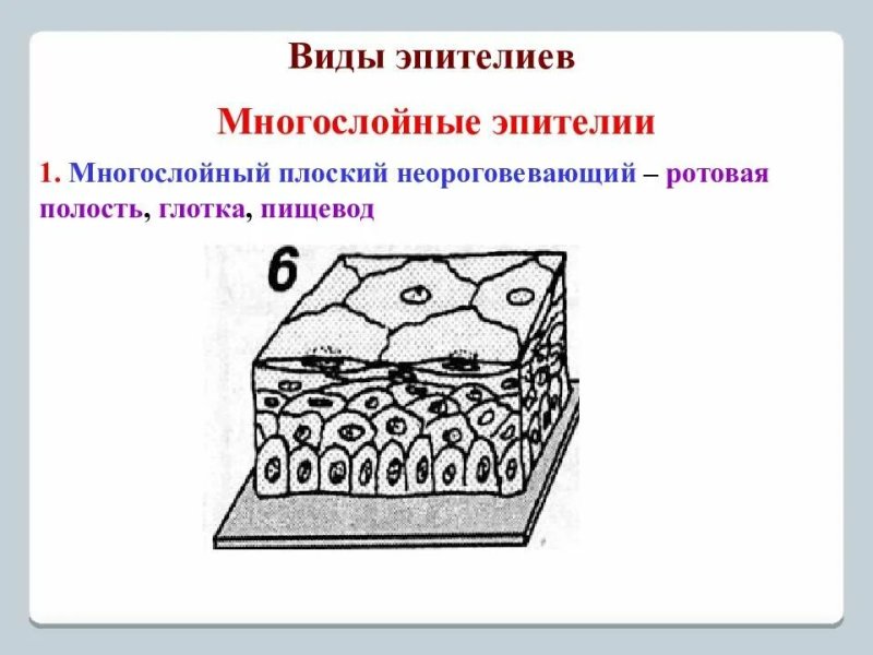 Ороговевающий эпителий строение