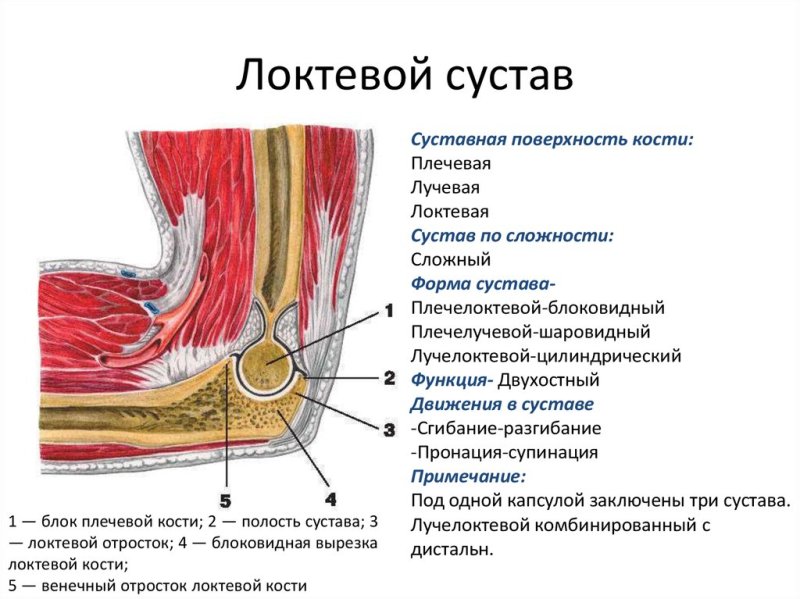 Локтевой сустав анатомия строение