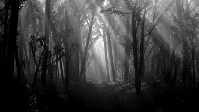 Темный лес the Woods 2005