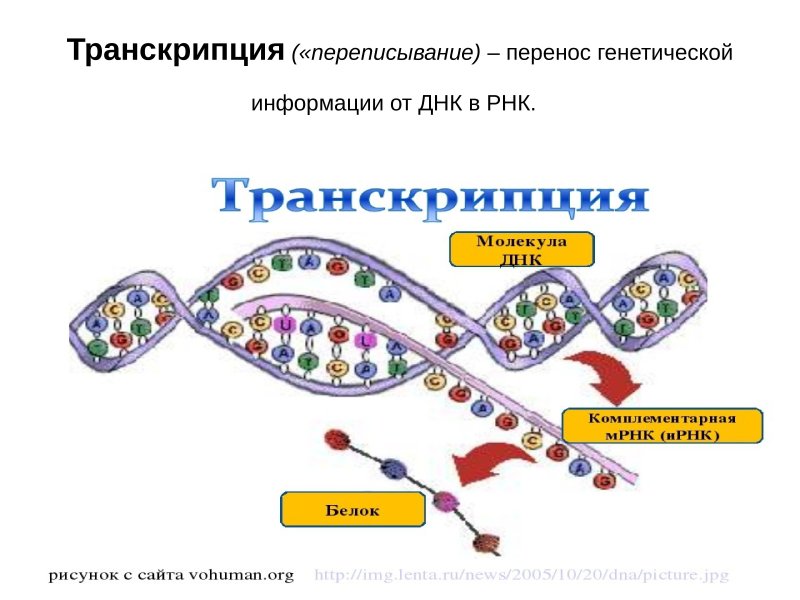 Схема транскрипция ИРНК И ДНК