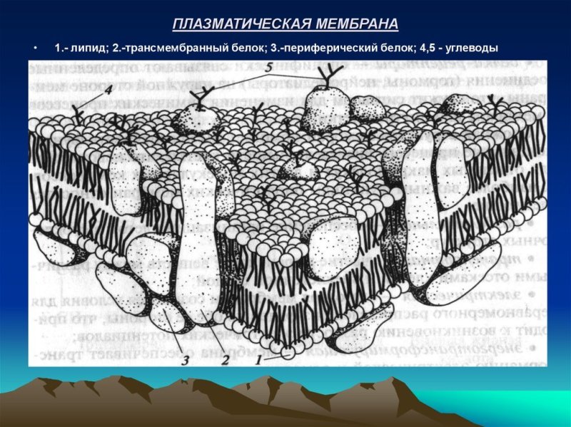 Плазматическая мембрана плазматическая мембрана