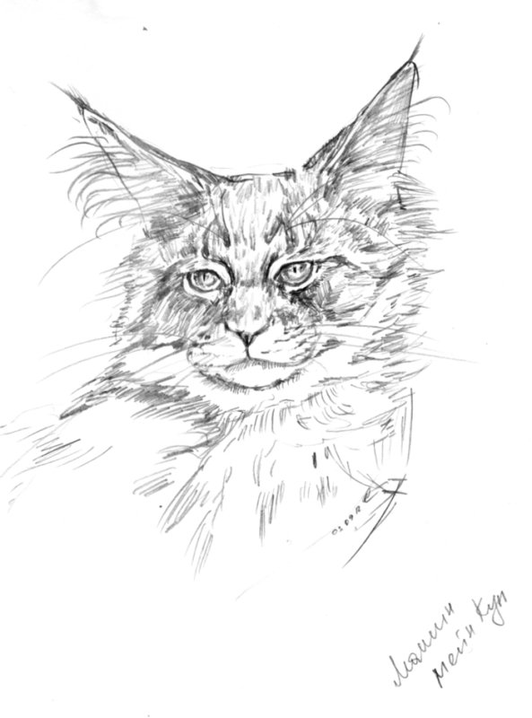 Кошка Мейн кун