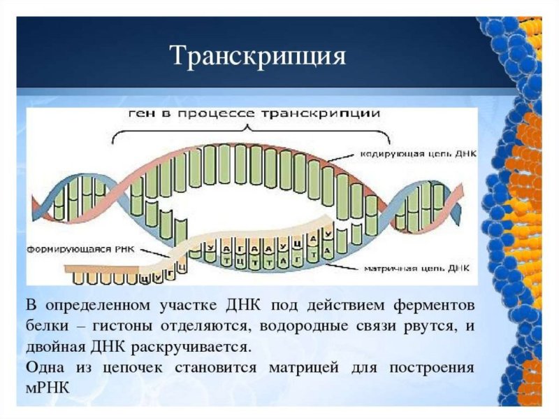 Схема транскрипции синтеза белка